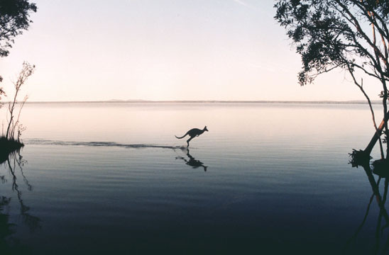 Lake Cootharaba Kangaroo